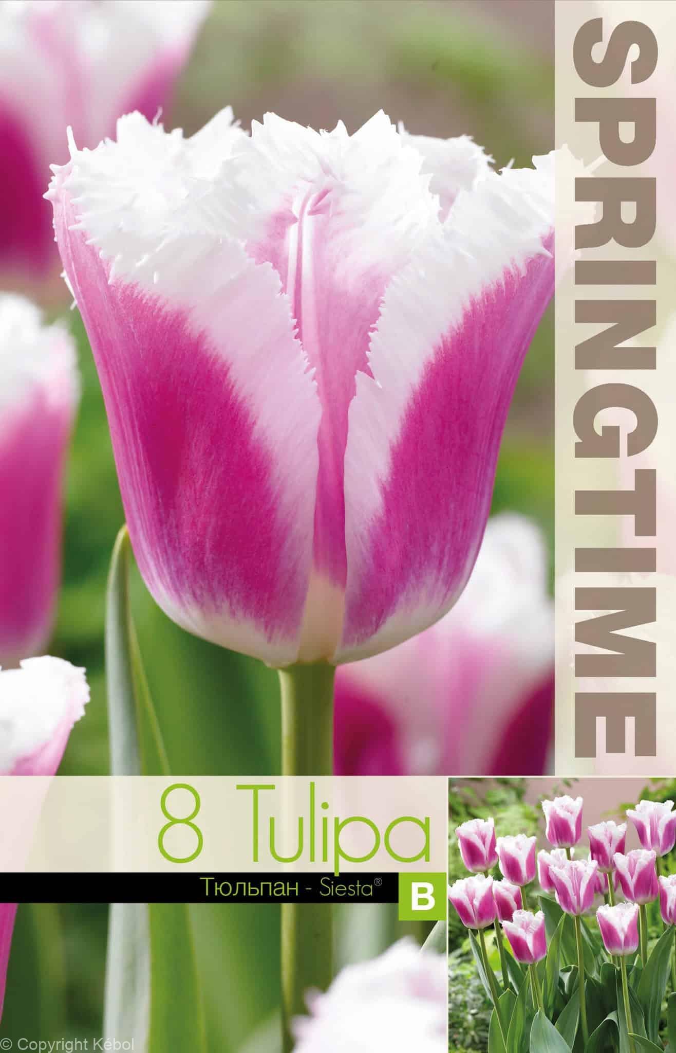 Tulipa Siesta - RB