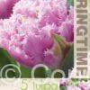 Tulipa Cairns - RB