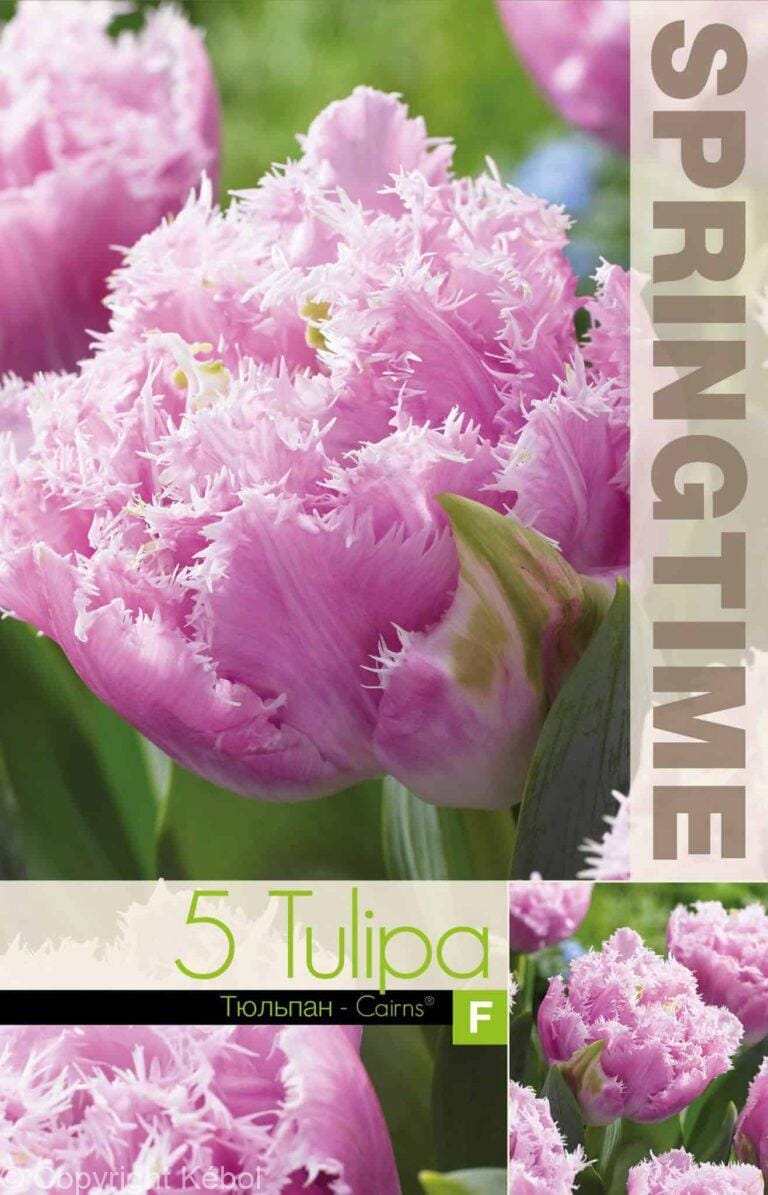 Tulipa Cairns - RB