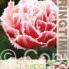 Tulipa Queensland - RB