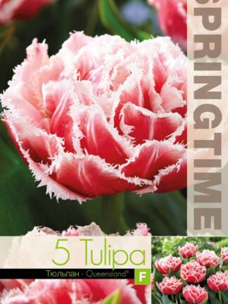 Tulipa Queensland - RB