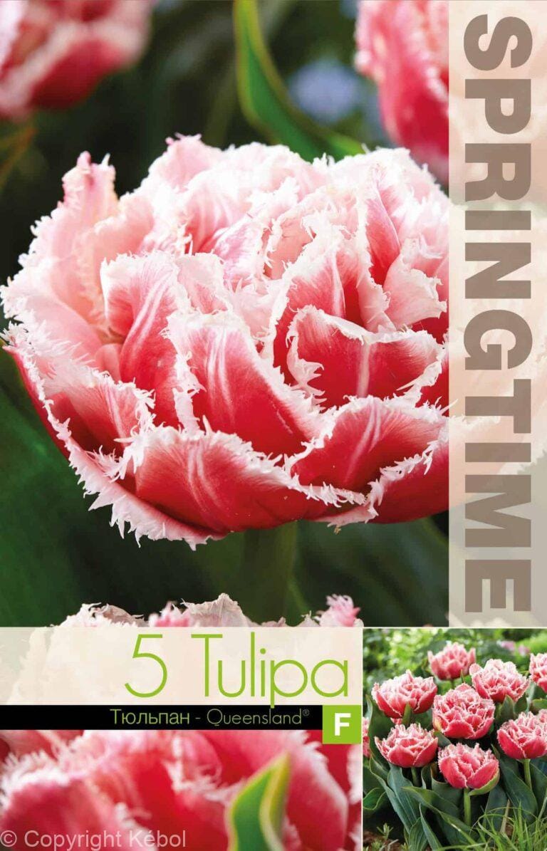 Tulipa Queensland - RB