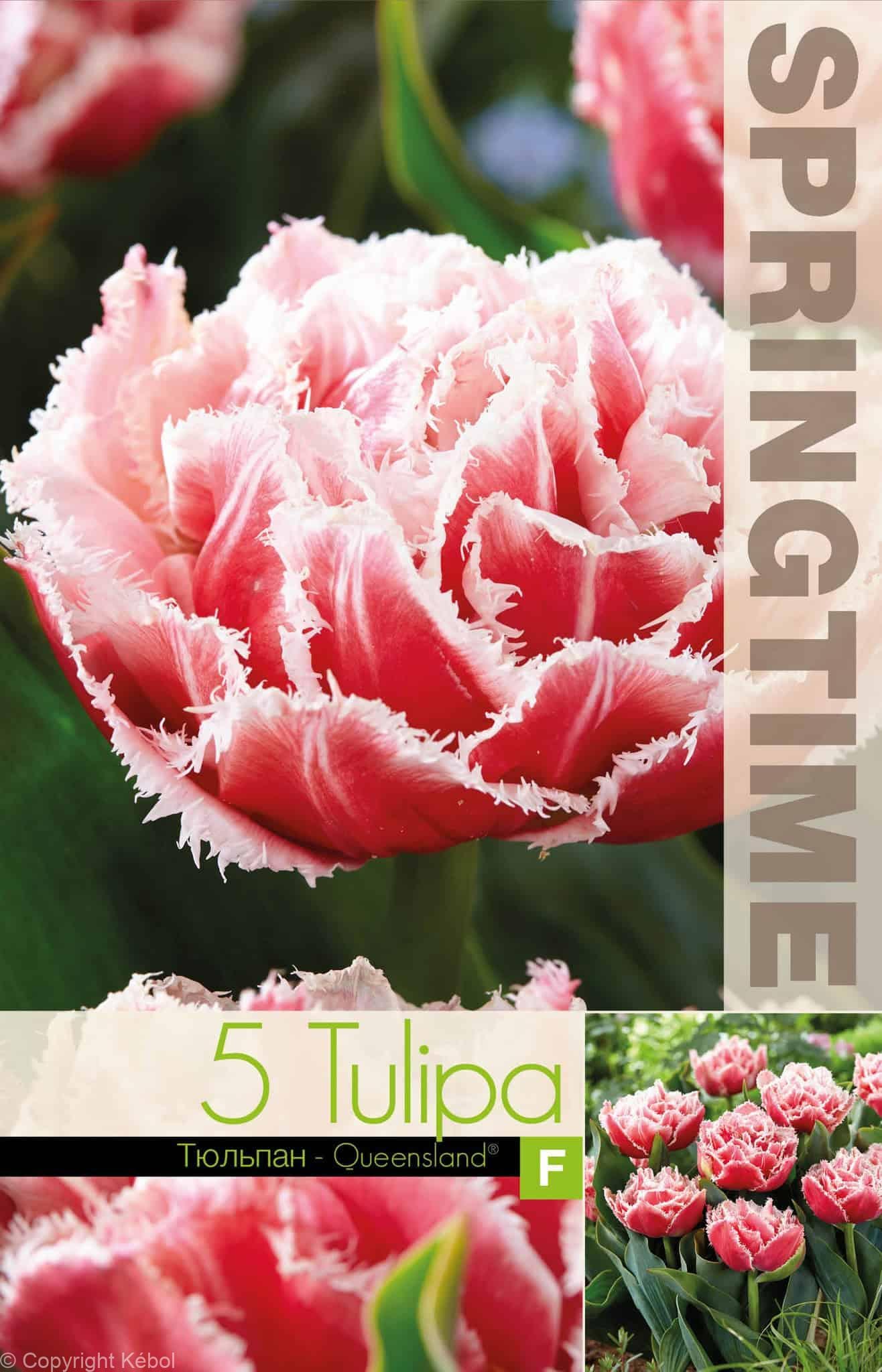 Tulipa Queensland - RB