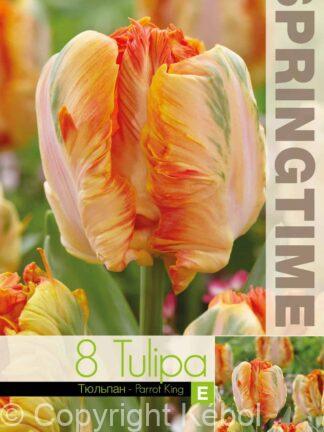 Tulipa Parrot King - RB
