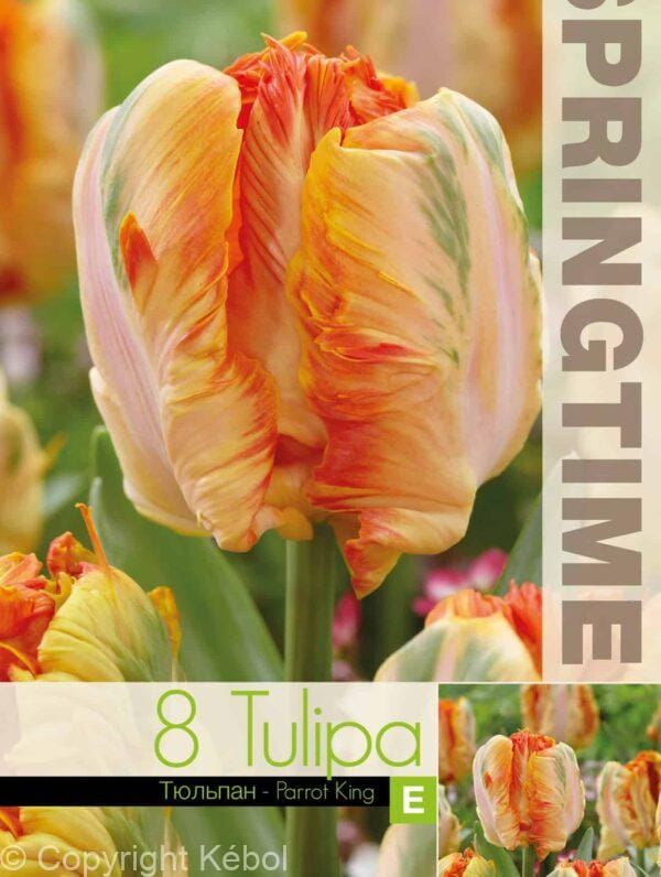 Tulipa Parrot King - RB