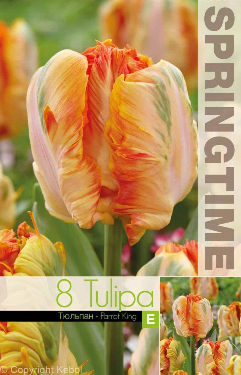 Tulipa Parrot King - RB