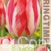 Tulipa Spryng Break - RB