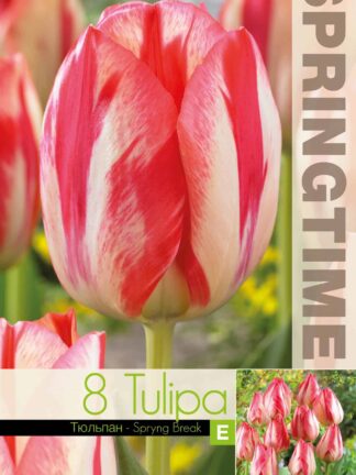 Tulipa Spryng Break - RB