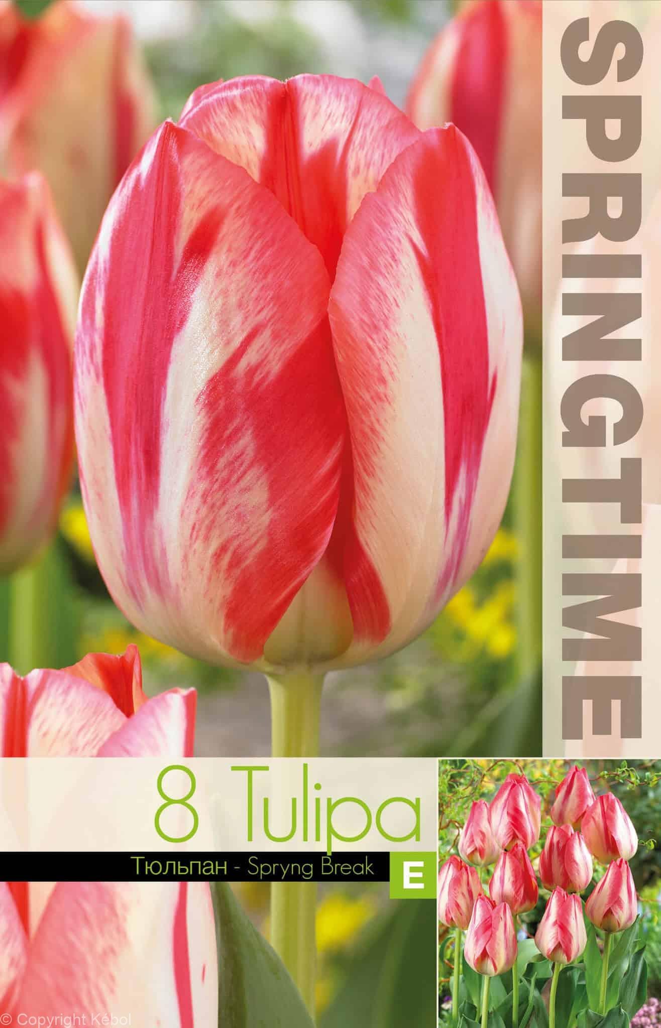 Tulipa Spryng Break - RB