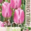 Tulipa Synaeda Amor - RB