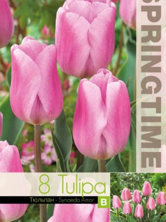Tulipa Synaeda Amor - RB