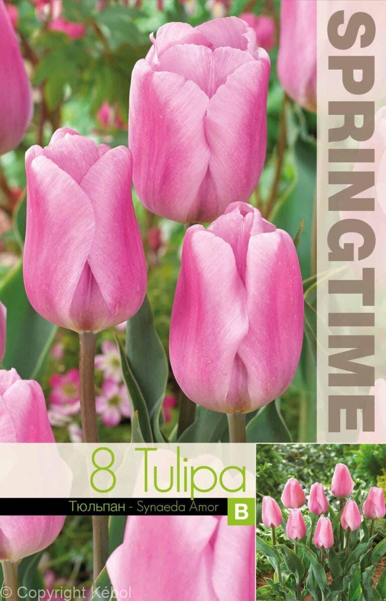 Tulipa Synaeda Amor - RB