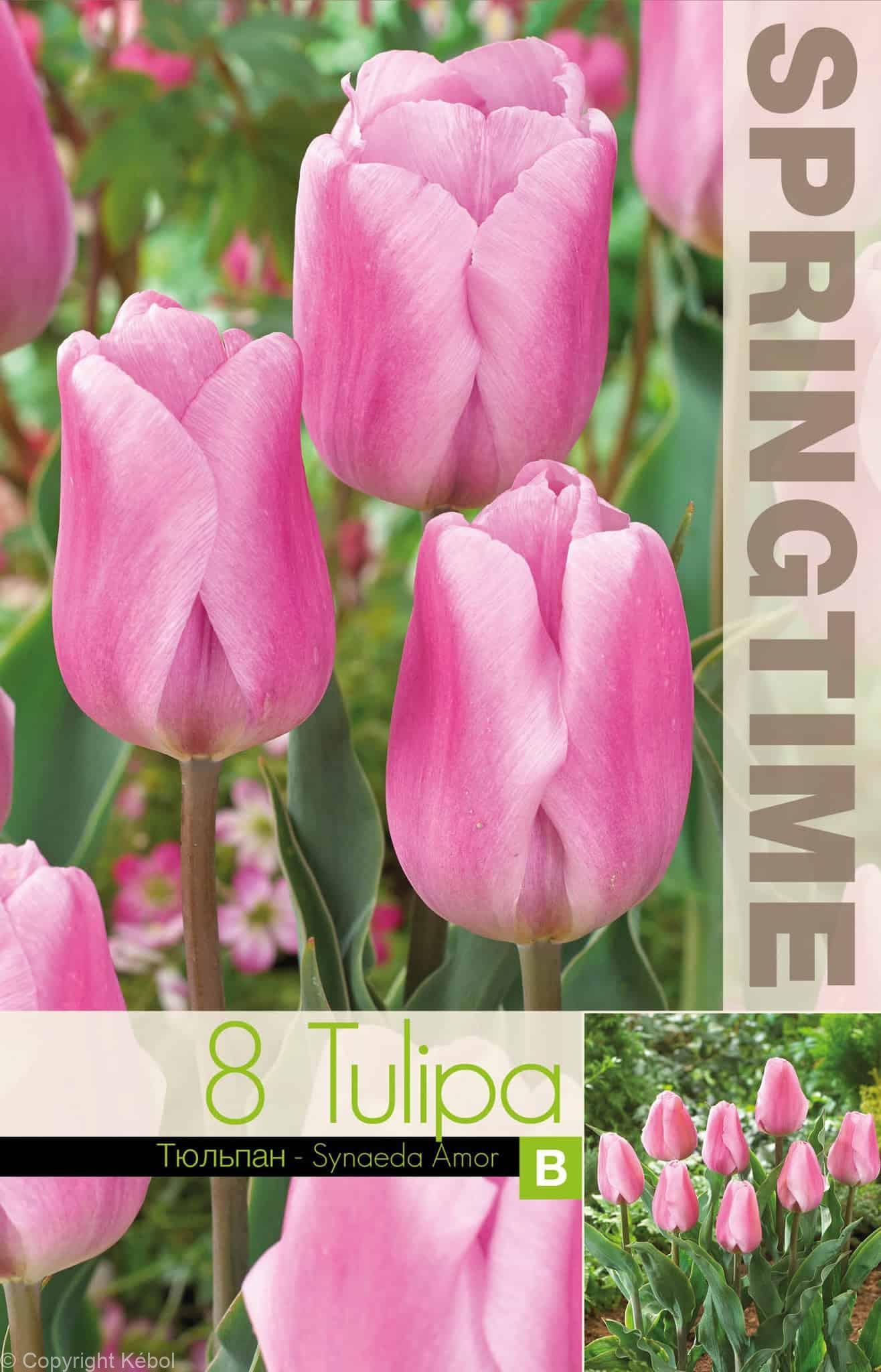 Tulipa Synaeda Amor - RB