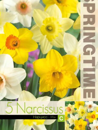 Narcissus Trumpet Mixed - RB