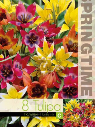 Tulipa Humilis Mixed - RB