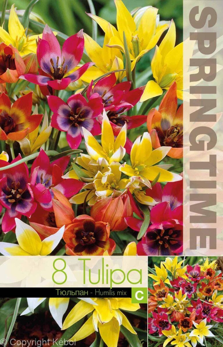 Tulipa Humilis Mixed - RB