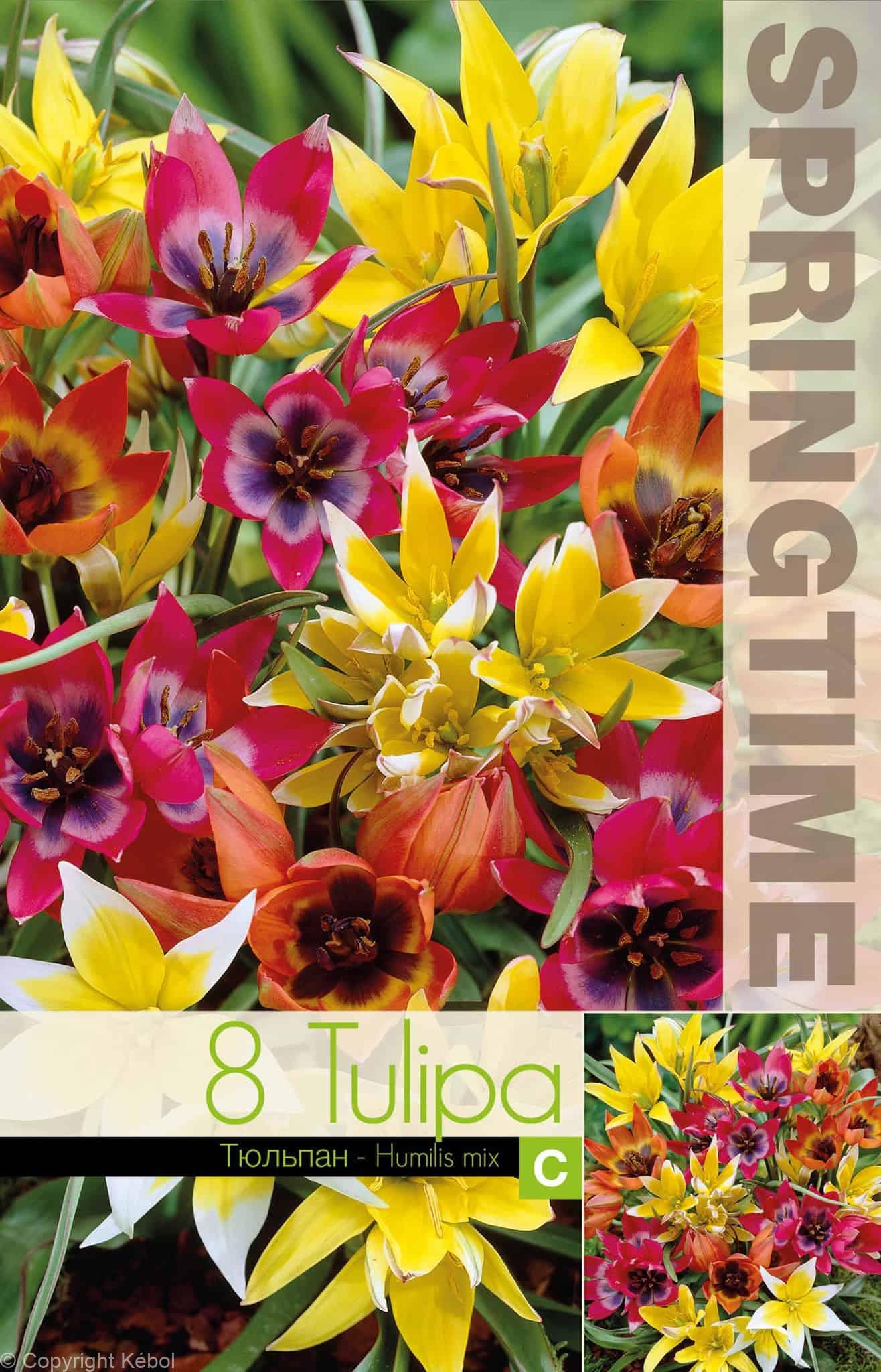 Tulipa Humilis Mixed - RB