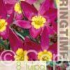 Tulipa Puchella Odalisque - RB