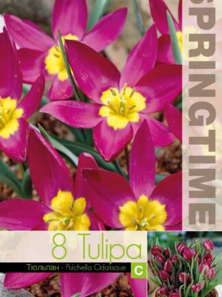 Tulipa Puchella Odalisque - RB
