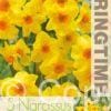 Narcissus Martinette - RB