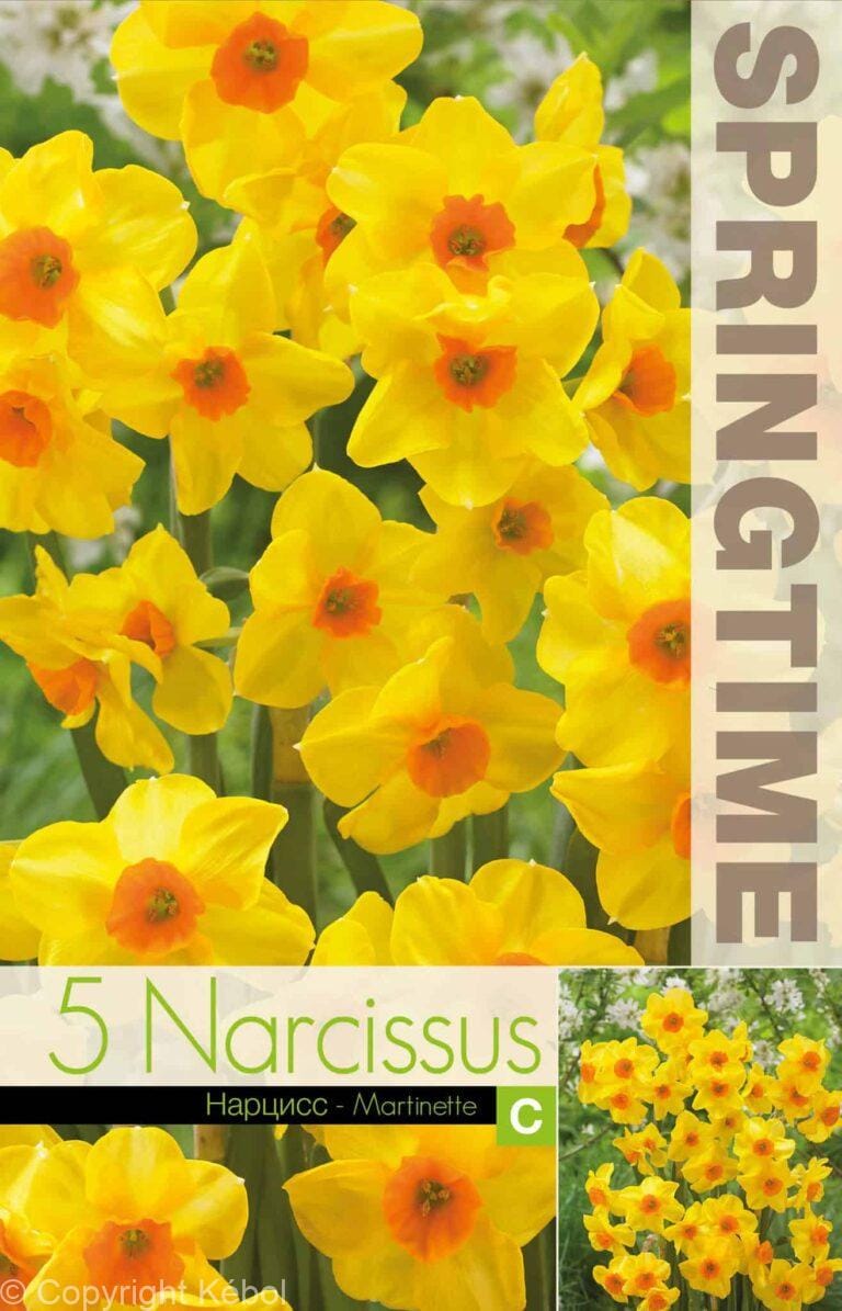 Narcissus Martinette - RB