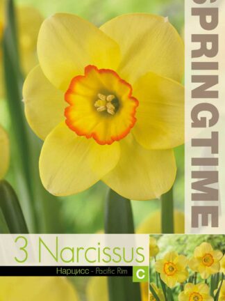 Narcissus Pacific Rim - RB