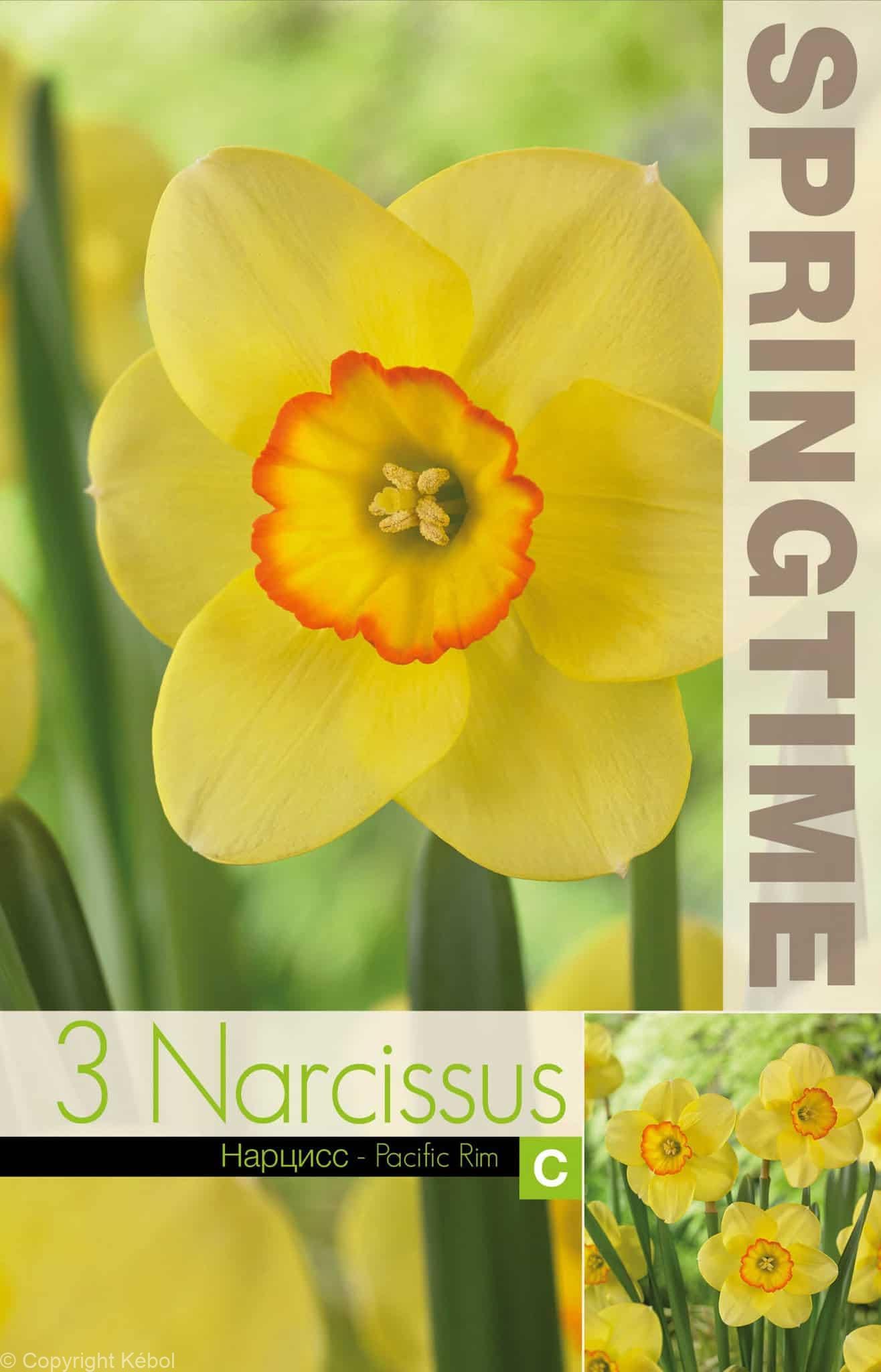 Narcissus Pacific Rim - RB