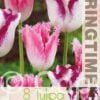 Tulipa Affaire/Huis ten Bosch - RB