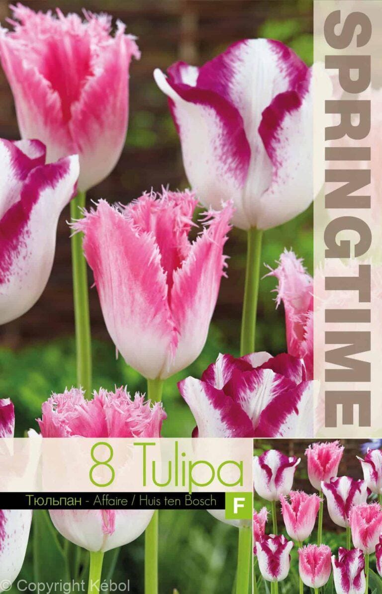 Tulipa Affaire/Huis ten Bosch - RB