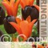 Tulipa Ballerina/Queen of Night - RB