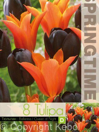 Tulipa Ballerina/Queen of Night - RB