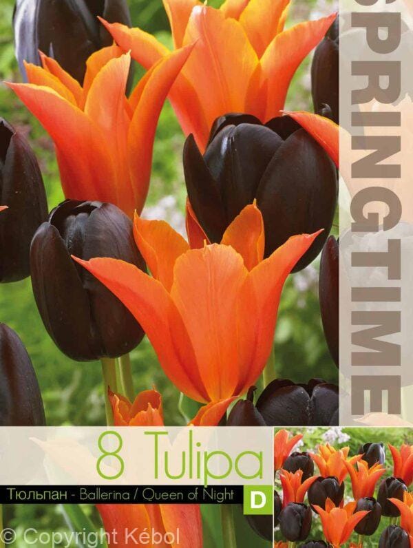 Tulipa Ballerina/Queen of Night - RB