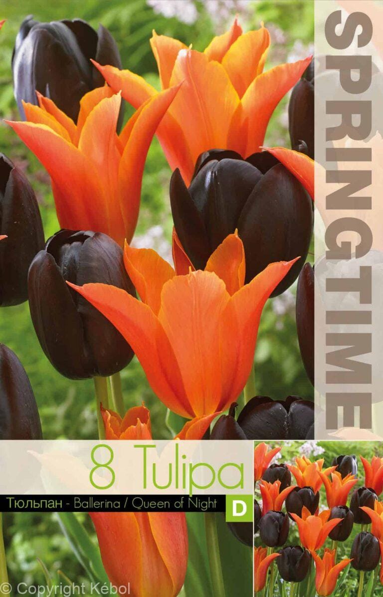 Tulipa Ballerina/Queen of Night - RB
