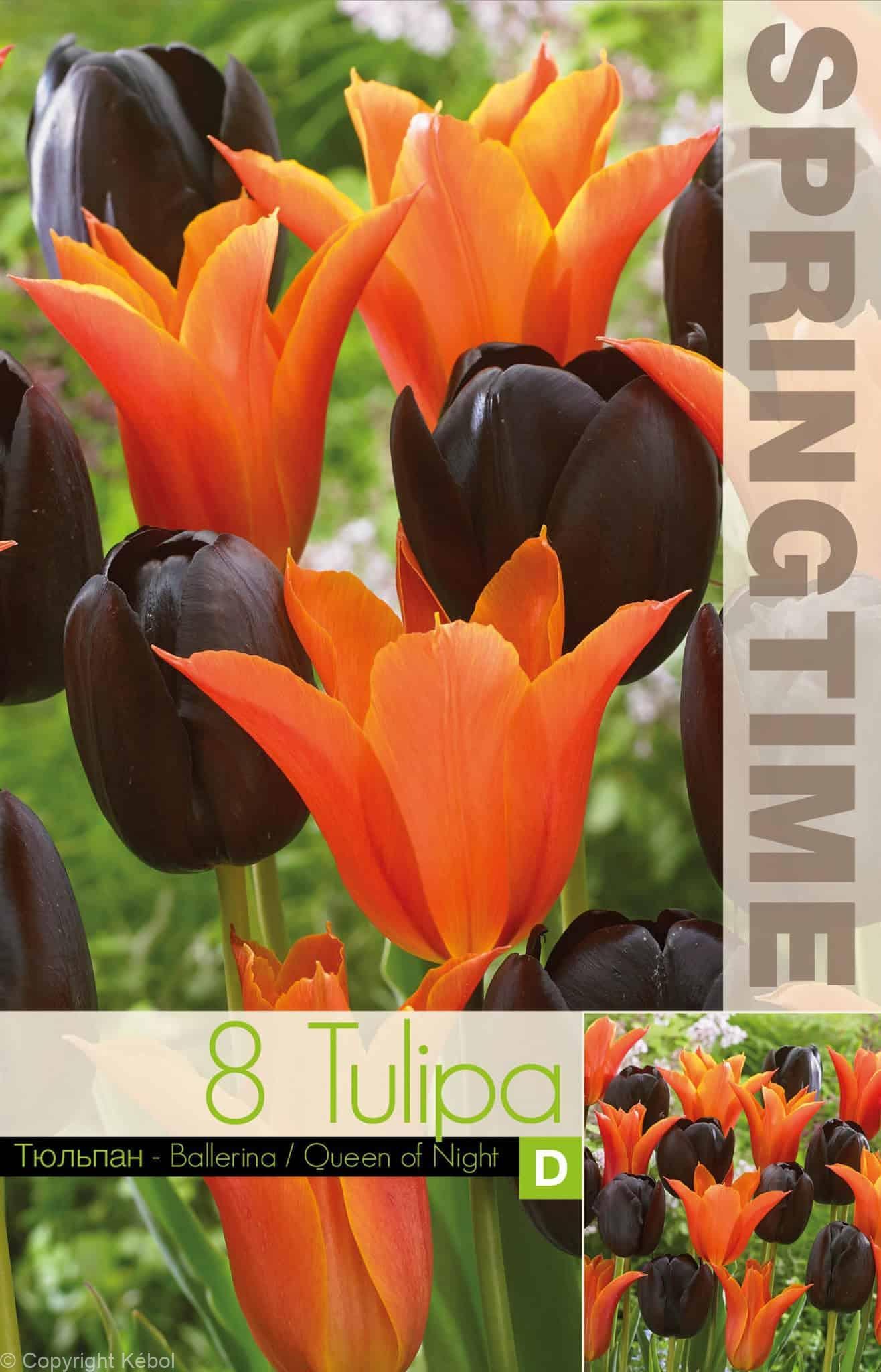 Tulipa Ballerina/Queen of Night - RB