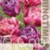 Tulipa Columbus/Blue Diamond - RB