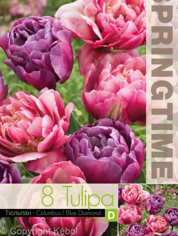Tulipa Columbus/Blue Diamond - RB