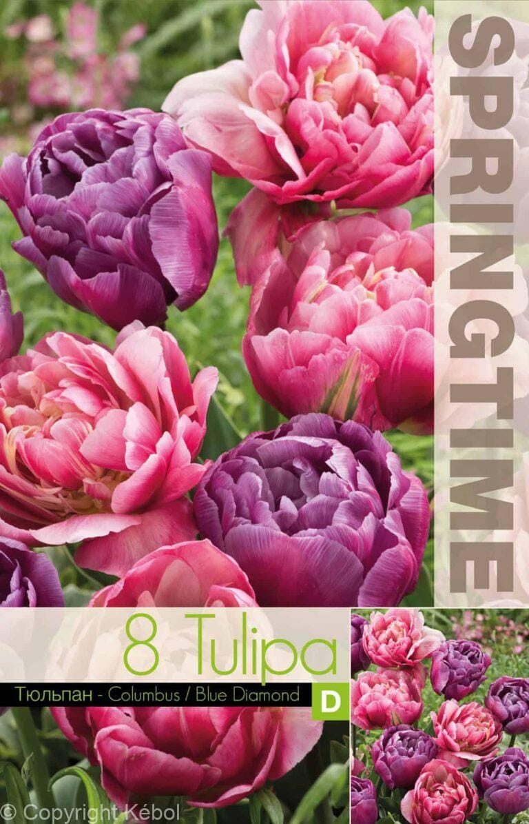Tulipa Columbus/Blue Diamond - RB