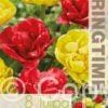 Tulipa Yellow Pomponette/Miranda - RB