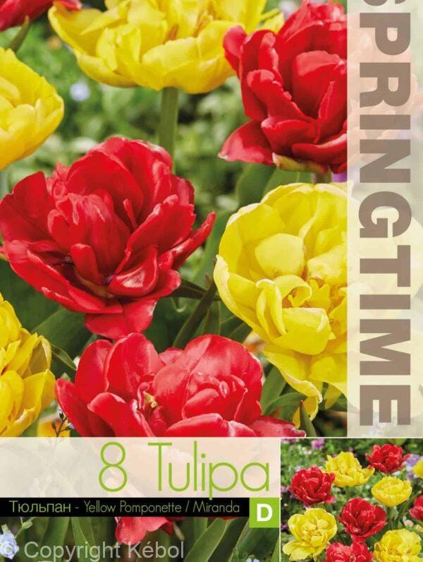 Tulipa Yellow Pomponette/Miranda - RB