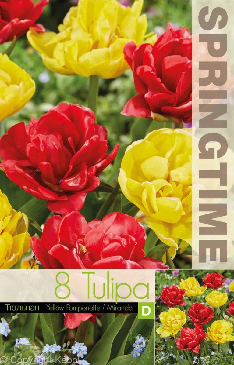Tulipa Yellow Pomponette/Miranda - RB
