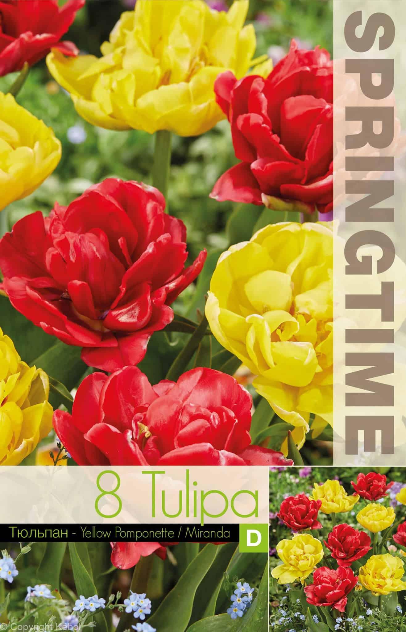 Tulipa Yellow Pomponette/Miranda - RB