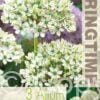 Allium Nigrum - RB