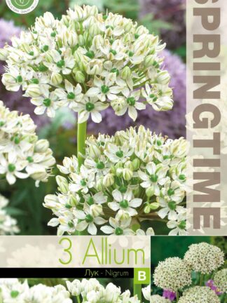 Allium Nigrum - RB
