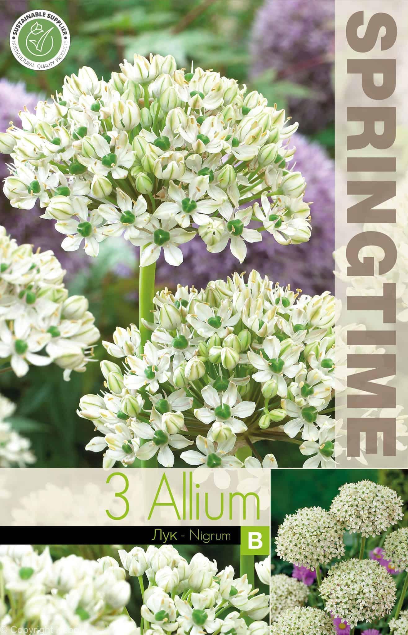Allium Nigrum - RB