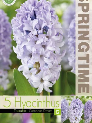 Hyacinthus Carribean Dream - RB