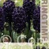 Hyacinthus Midnight Sky - RB