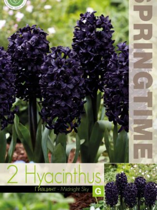 Hyacinthus Midnight Sky - RB