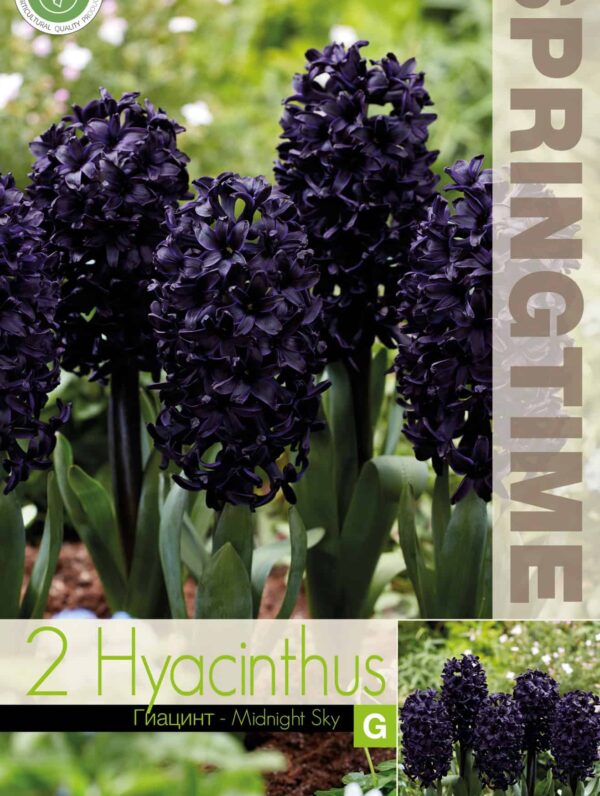 Hyacinthus Midnight Sky - RB
