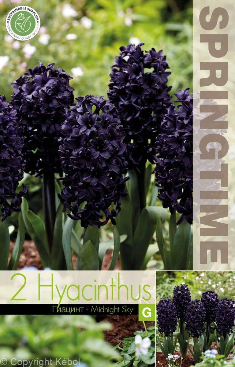 Hyacinthus Midnight Sky - RB