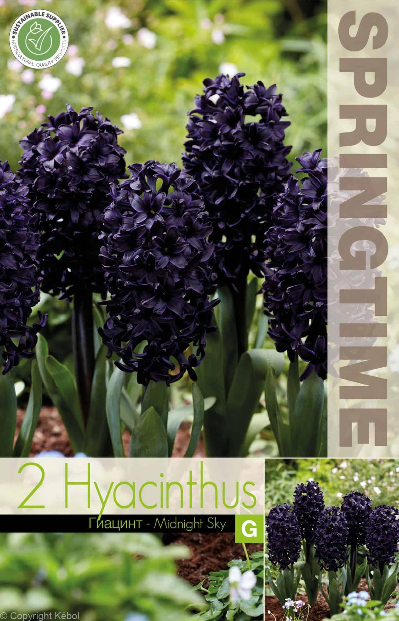 Hyacinthus Midnight Sky - RB